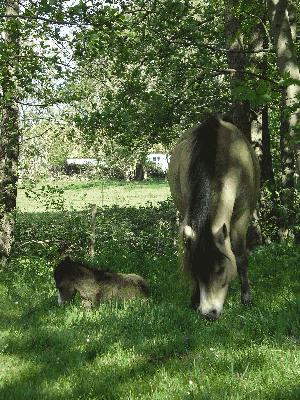 White Moor Gina mit ihrem Fohlen Ponyland Yomi
im alten Obstgarten vom Ponyland