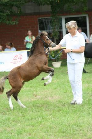 Ponyland Maple in der Levade