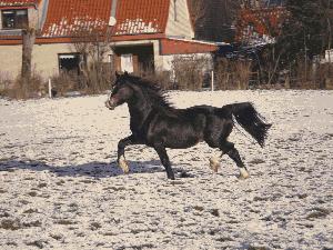 HS Hot Playboy geniet den Schnee und die Sonne