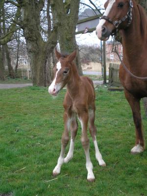 Ponyland Hotspot - Welsh Cob Hengstfohlen aus der Seaside Sweet Lady. Papa ist HS Hot Playboy. Bilder von Pia Wieczorek