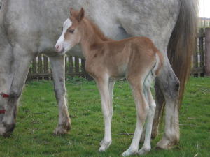 Heute morgen um 7,15 Uhr geboren: eine kleine Welsh-B Stute.