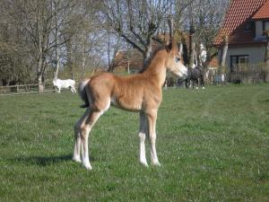 unser achtes und letztes Fohlen 2008