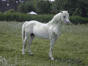 Ein tolles Pferd - unser 