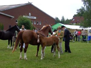 Ponyland Hot Spot bei seinem ersten Auftritt - das ist sein Papa, momentan will der Computer nicht das richtige Bild laden - Du fliegst gleich aus dem Fenster- Computer!