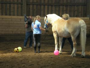 Das Drehteam bei der Arbeit in der Reithalle vom Ponyland -der Haflinger Wallach Wilbur vom Ponyland nimmts gelassen.