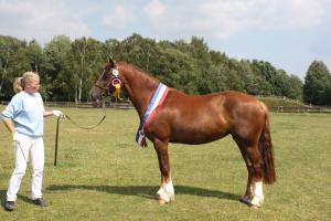 Elitestutenschau 2008 Merit Simply Nice vorgefhrt von Pia Wieczorek Danke fr das Bild an Frau Kretschmar  www.reitpony.info