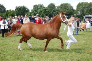 Seaside Sweet Lady auf dem Ponyfestival in Barsinghausen. 2. Platz Cobstutenklasse