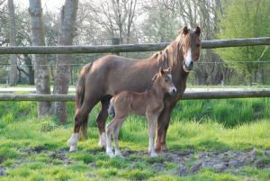 Nachwuchs auf dem Ponyland Welsh A Stutfohlen