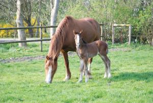 hbsches kleines Welsh Cob Stutfohlen