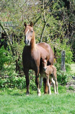 eine stolze Mutter: Merit Simply Nice mit ihrem Erstgeborenen: Ponyland Hooch