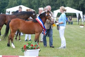 1. Prmie und Siegerstute der Welsh A