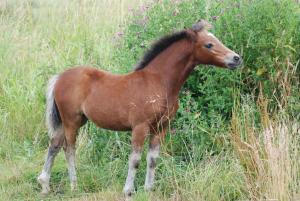Nach dem Fohlenbrennen: unser erstes vorgestelltes Fohlen Ponyland Catryn ist auch gleich prmiert worden