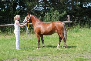 Snowflake wird am 19.7.09 in Luhmhlen Reserve-Jugendchampion